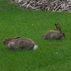 Hares<br>Зайца не видели?
